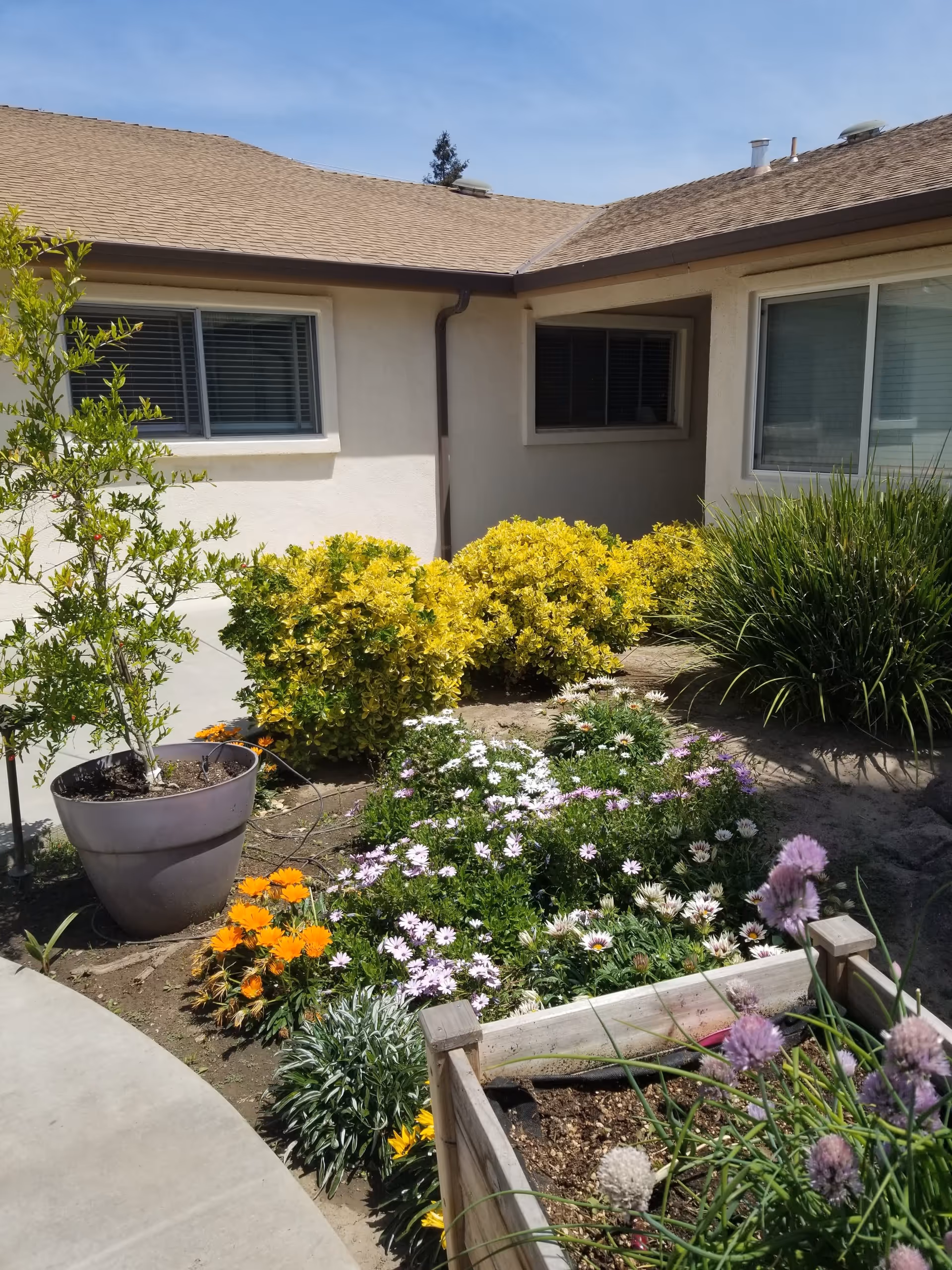 A garden area outside a building with beige walls and a brown shingled roof. The garden features a variety of plants and flowers including yellow bushes, purple and white flowers, and orange flowers. There is a large potted plant on the left side and a wooden planter box with green plants in the foreground. The sky is clear and blue.