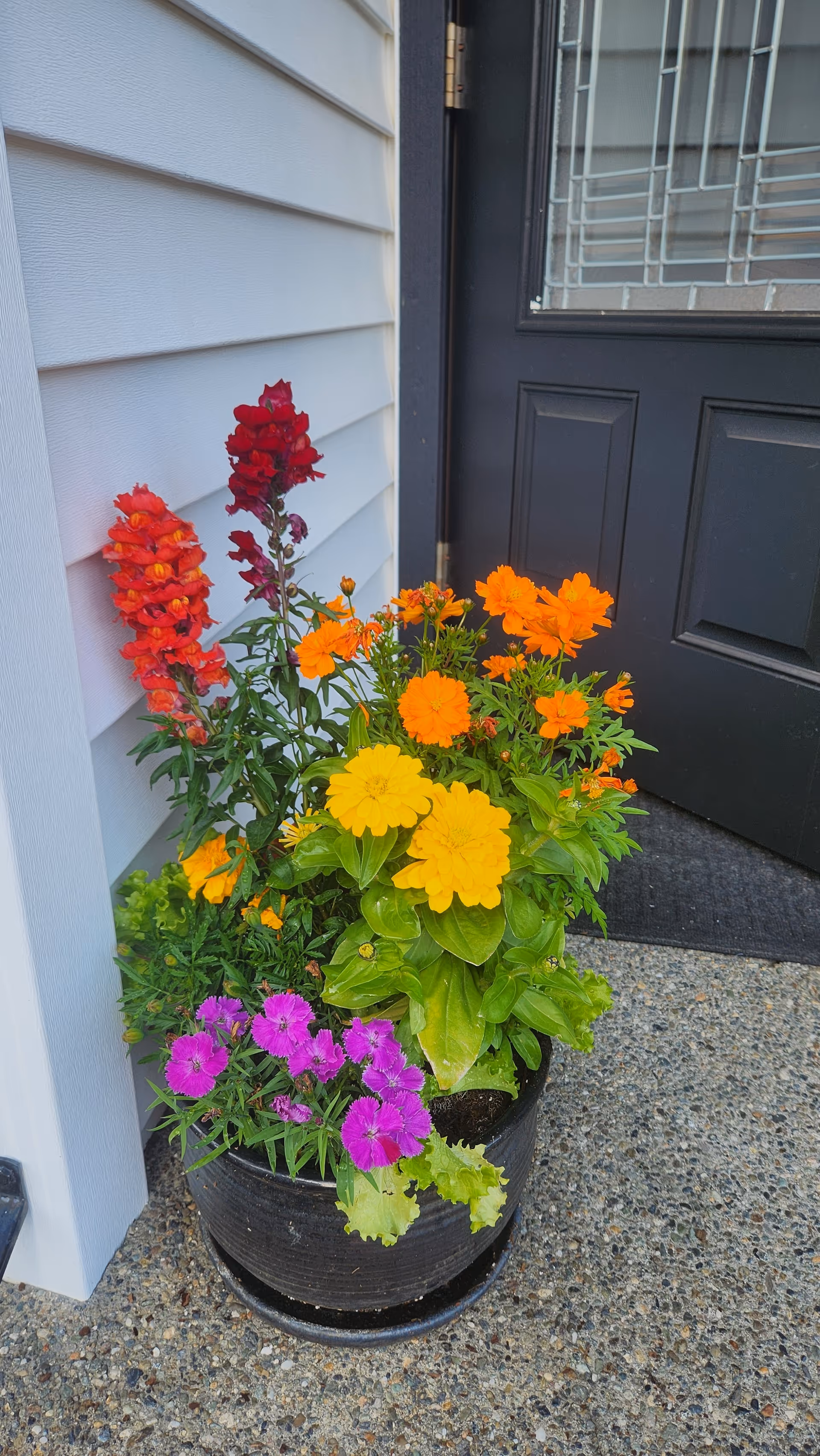 Potted multicolored flowers arranged at the front entry beside a black door and white siding.
