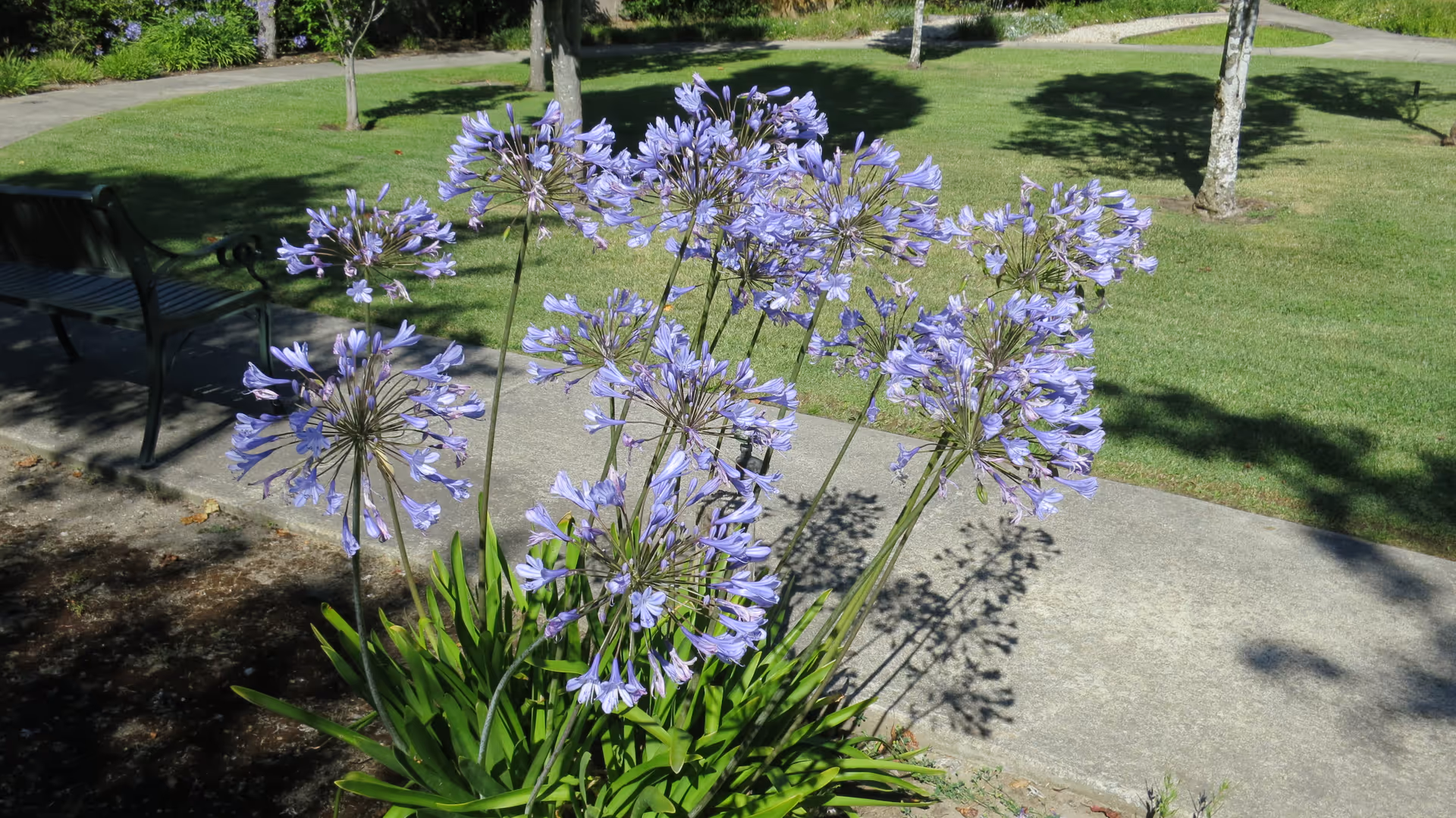 A cluster of purple agapanthus flowers in bloom with green leaves at the base, situated next to a concrete pathway in a grassy outdoor area with trees and a green bench in the background.