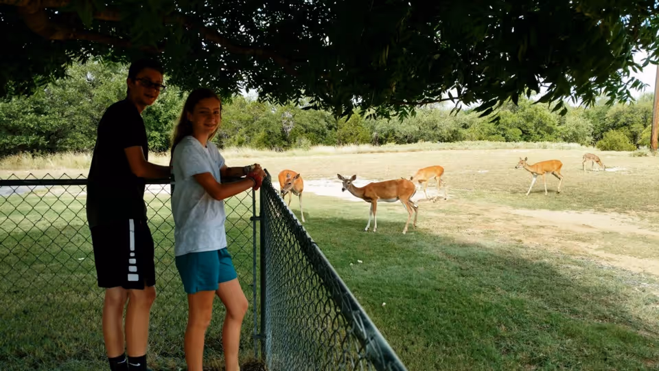 Two teenagers stand by a chain-link fence under a tree watching several deer grazing in a grassy field.