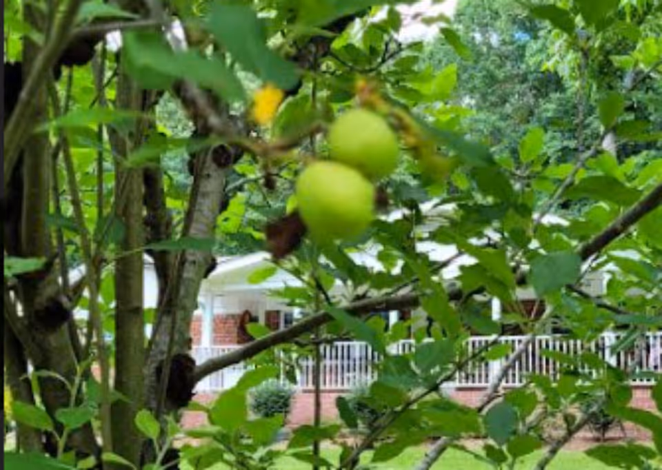 Tree with green fruit obscures view of a white porch exterior at the facility.