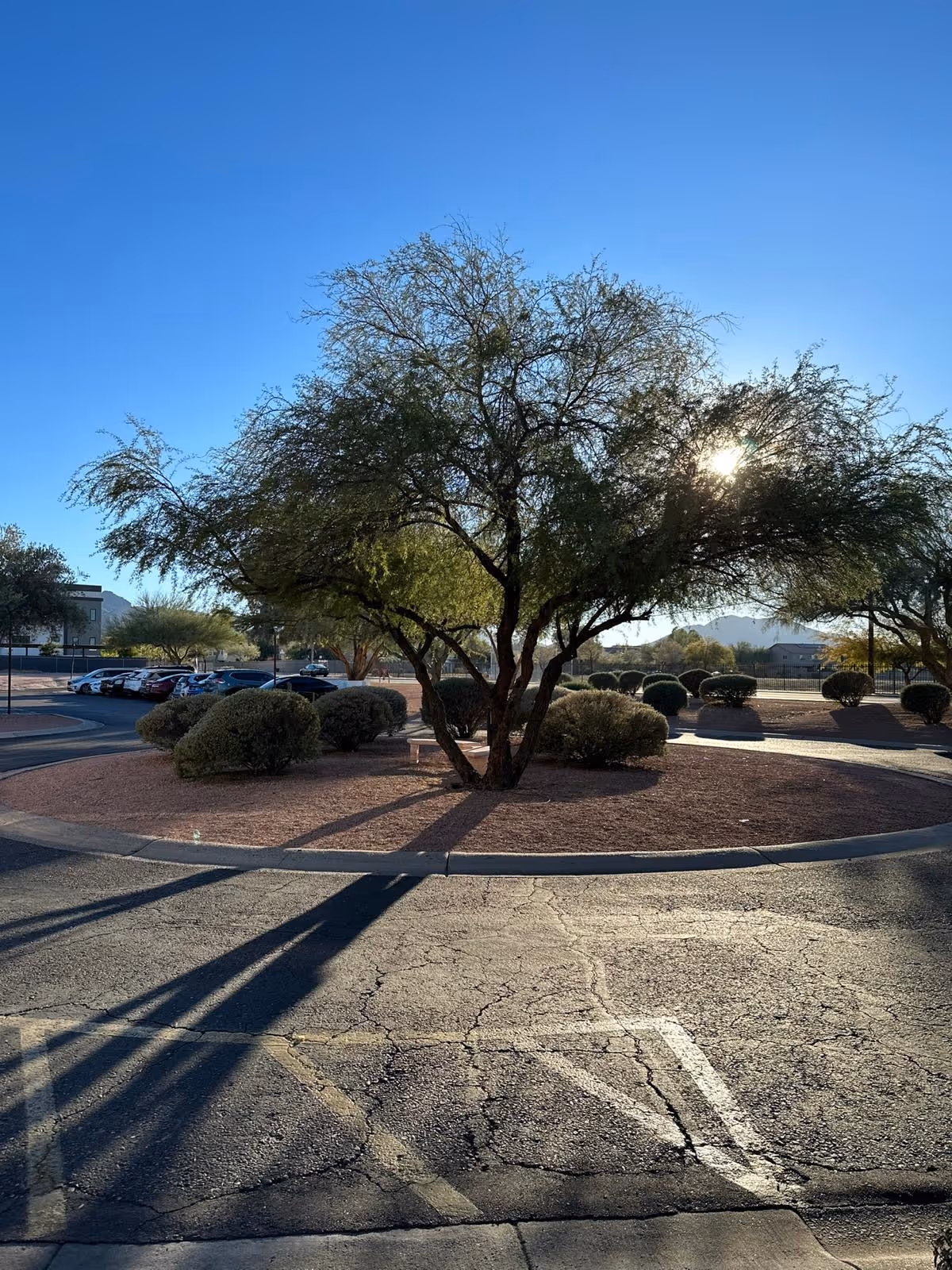 A sunny outdoor scene at Desert Peak Care Center featuring a tree with sparse green leaves in the center of a circular landscaped area with bushes and gravel. Several parked cars are visible in the background under a clear blue sky.