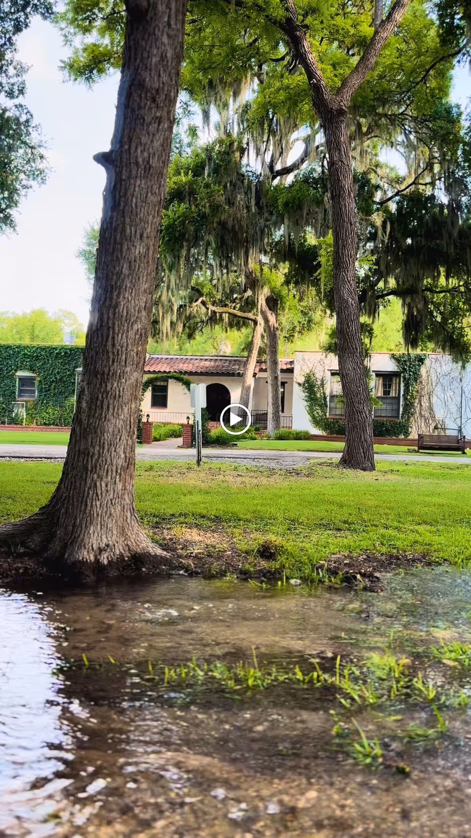 A serene outdoor scene featuring large trees with hanging moss, a grassy area with a shallow water puddle in the foreground, and a building partially covered with ivy in the background under a clear sky.
