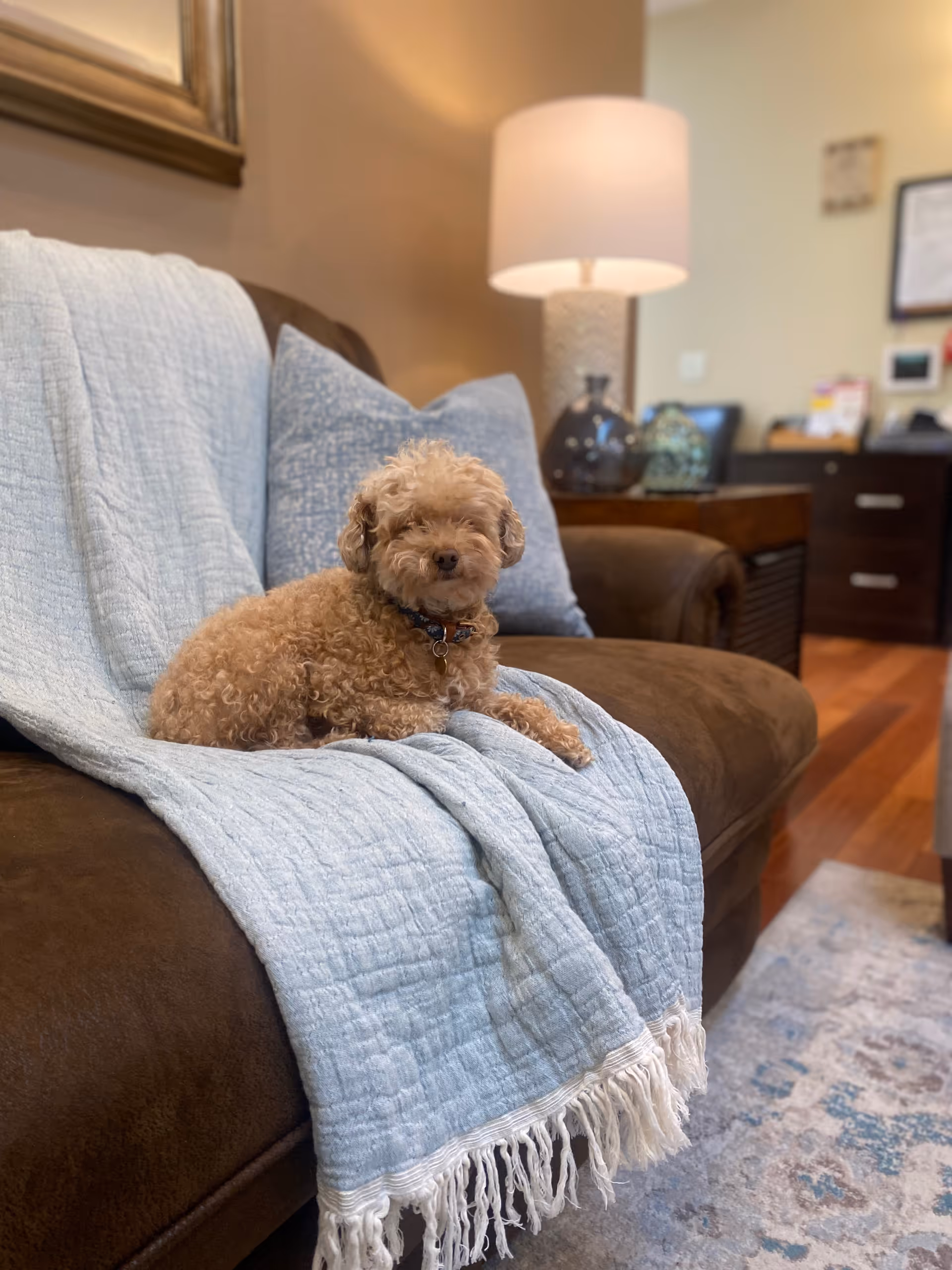 A small curly-haired dog lying on a brown couch covered with a light blue quilted throw blanket and a matching pillow. In the background, there is a table with decorative items and a lit lamp, with a wooden floor and a patterned rug partially visible.
