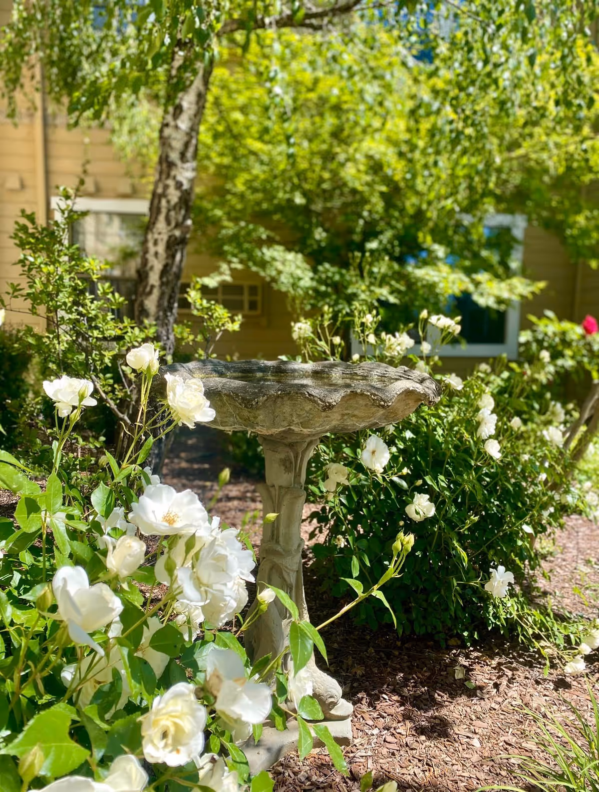 A stone birdbath surrounded by white roses and green foliage in a sunny garden area with a tree and a building with windows in the background.