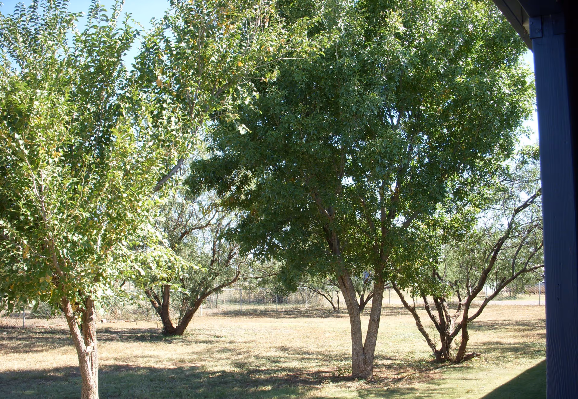 A sunny outdoor area with several green leafy trees and a grassy ground. A fence is visible in the background, and part of a building's roof and wall is seen on the right side of the image.
