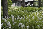 A garden area with numerous white flowering plants and green foliage in the foreground, with trees scattered throughout. In the background, there is a building partially visible with large windows and a covered porch area.