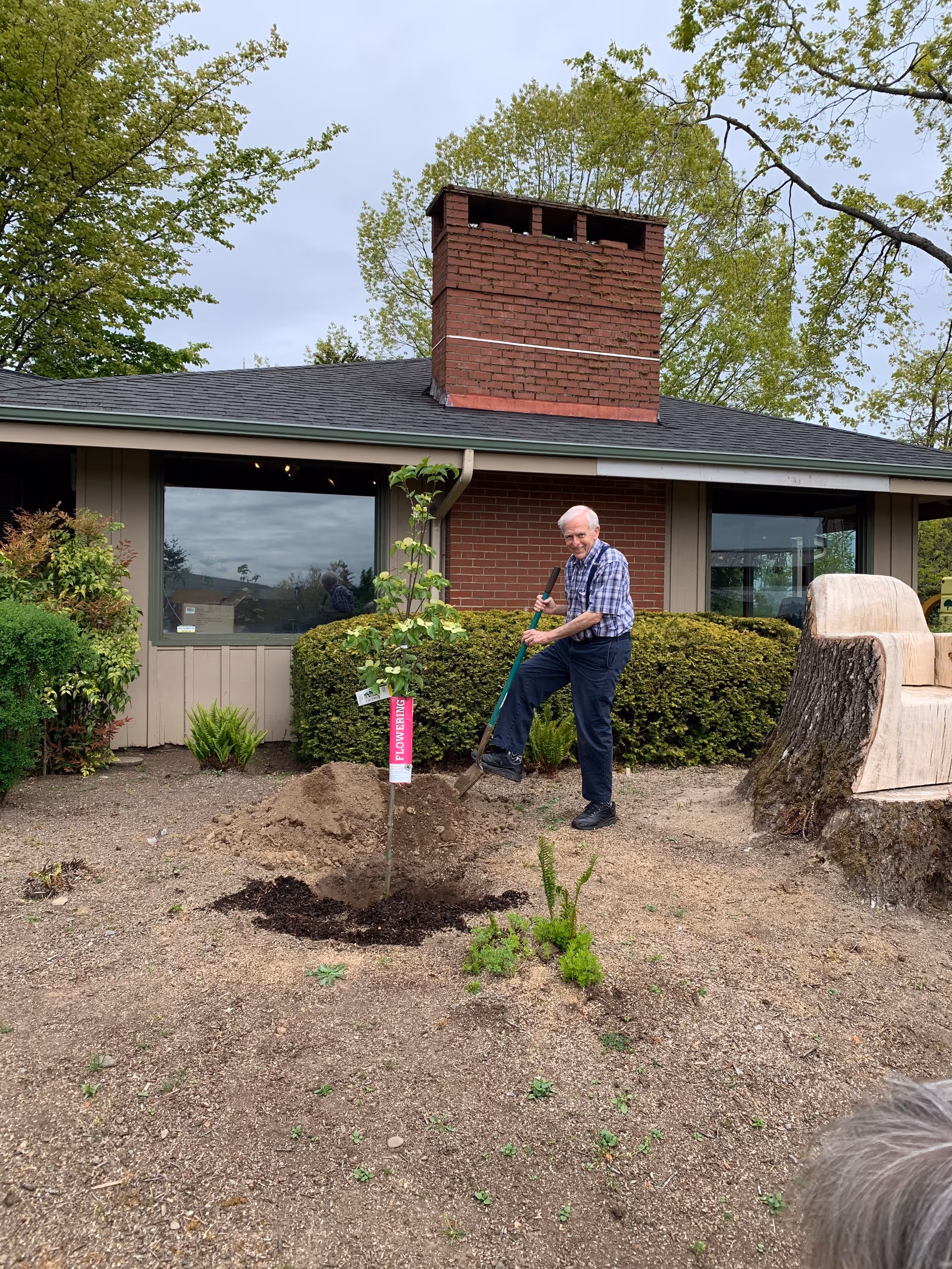 An elderly man is planting a small tree in a garden area outside a building with a brick chimney. The man is holding a shovel and standing next to the freshly dug soil around the tree. There are bushes and windows on the building behind him, and a large tree stump carved into a chair is visible on the right side of the image.