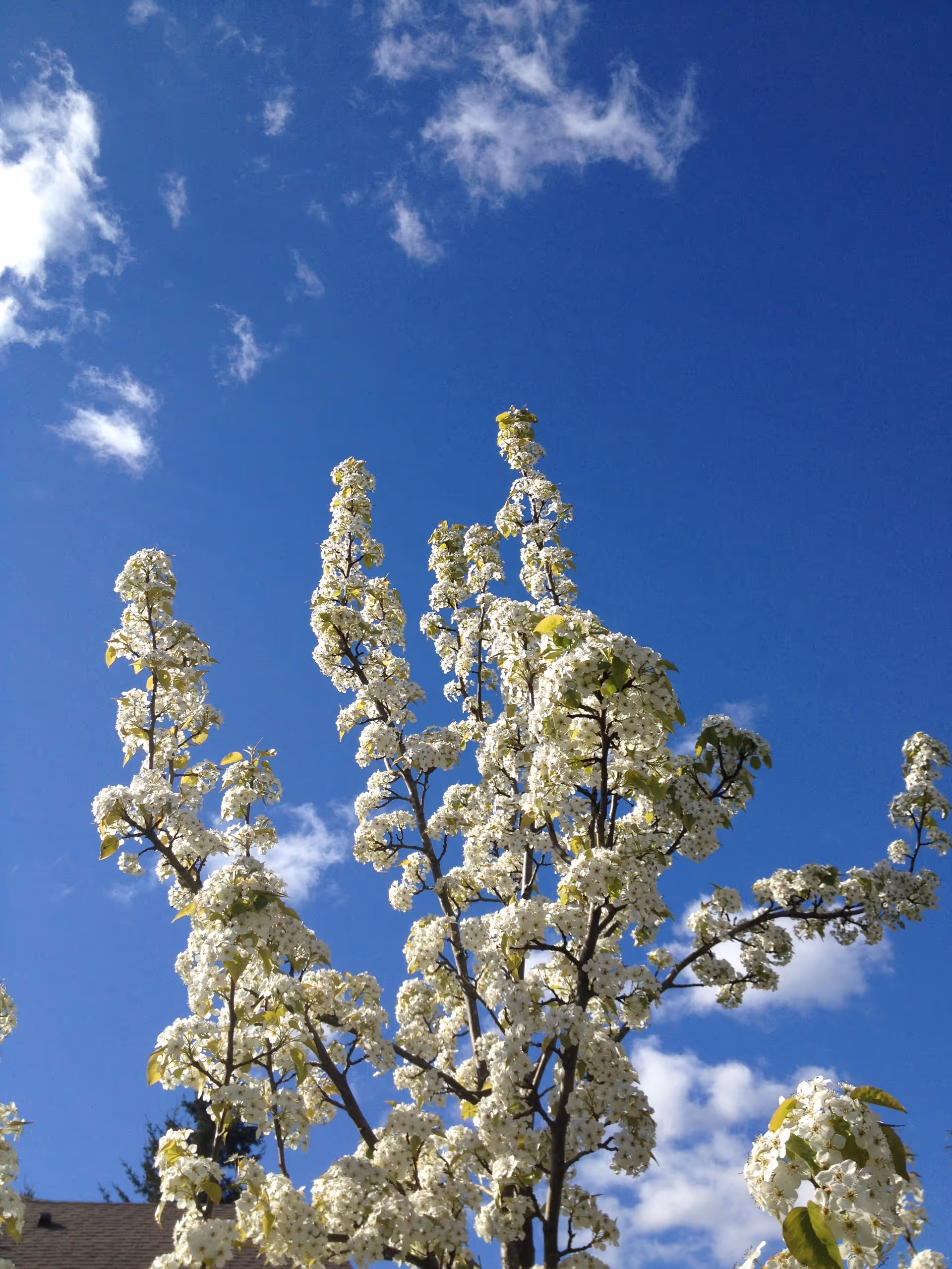 A blossoming tree covered in white flowers against a clear blue sky with a few clouds.