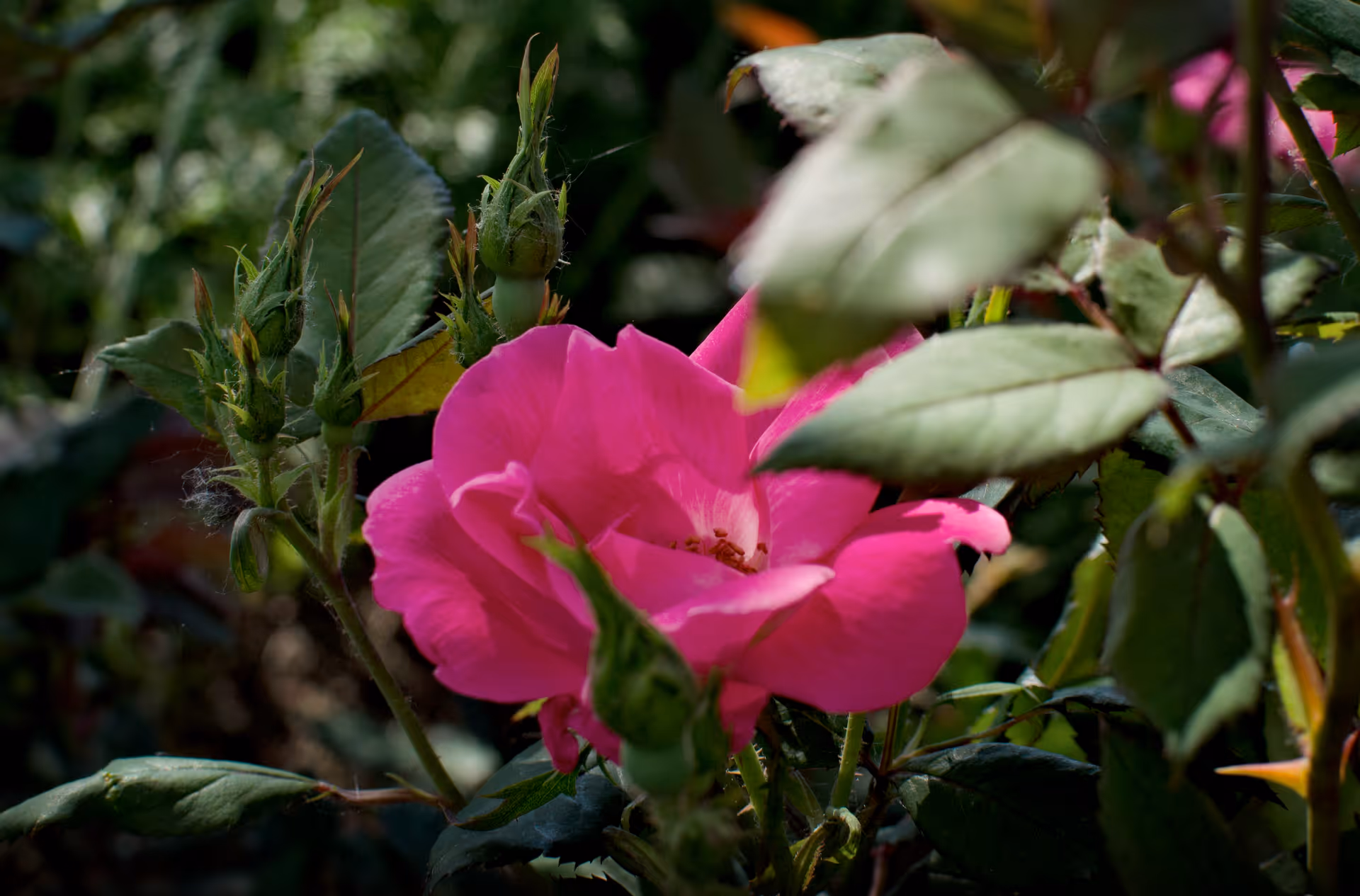 Close-up of a bright pink rose surrounded by green leaves and rosebuds.