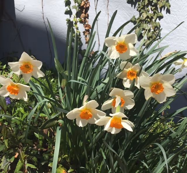 Cluster of white and orange daffodil flowers growing in a garden bed with green leaves and a white wall in the background.