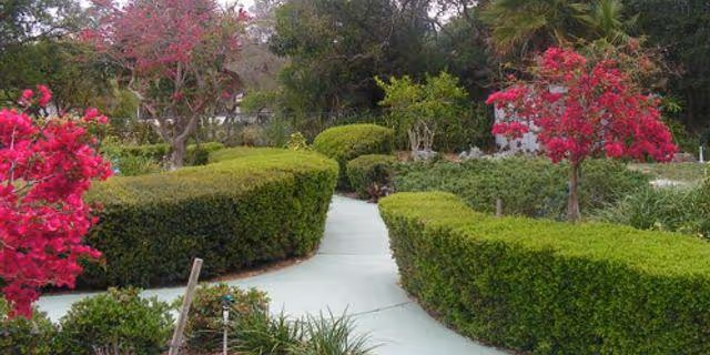A curved concrete pathway winds through neatly trimmed hedges and flowering shrubs in a landscaped garden.