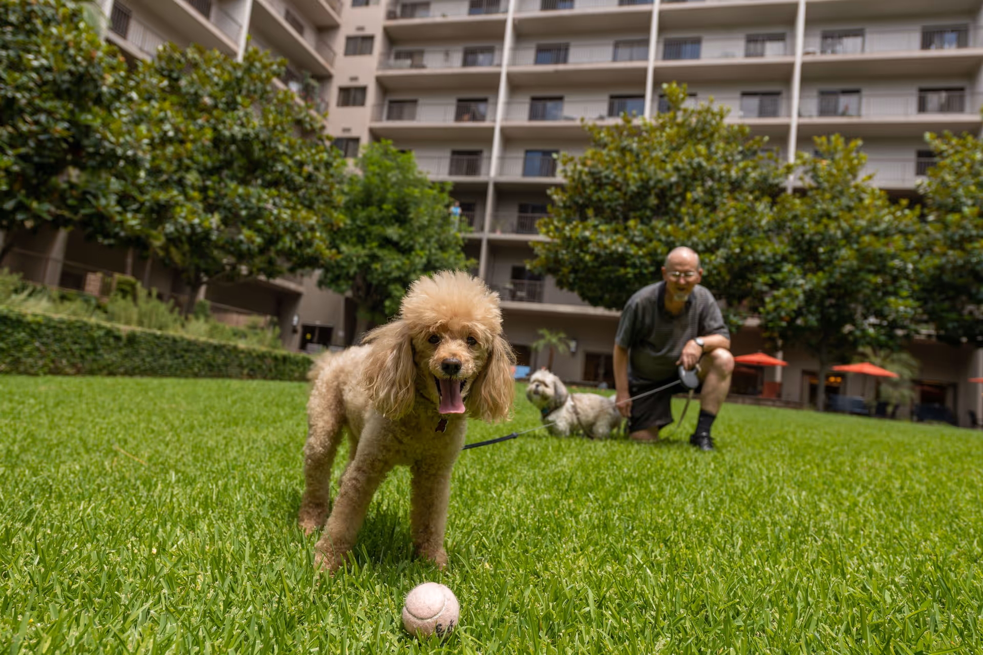 A small poodle standing on green grass with a tennis ball in front of it, and an elderly man kneeling behind holding the leash of another small dog in a courtyard with trees and a multi-story building in the background.