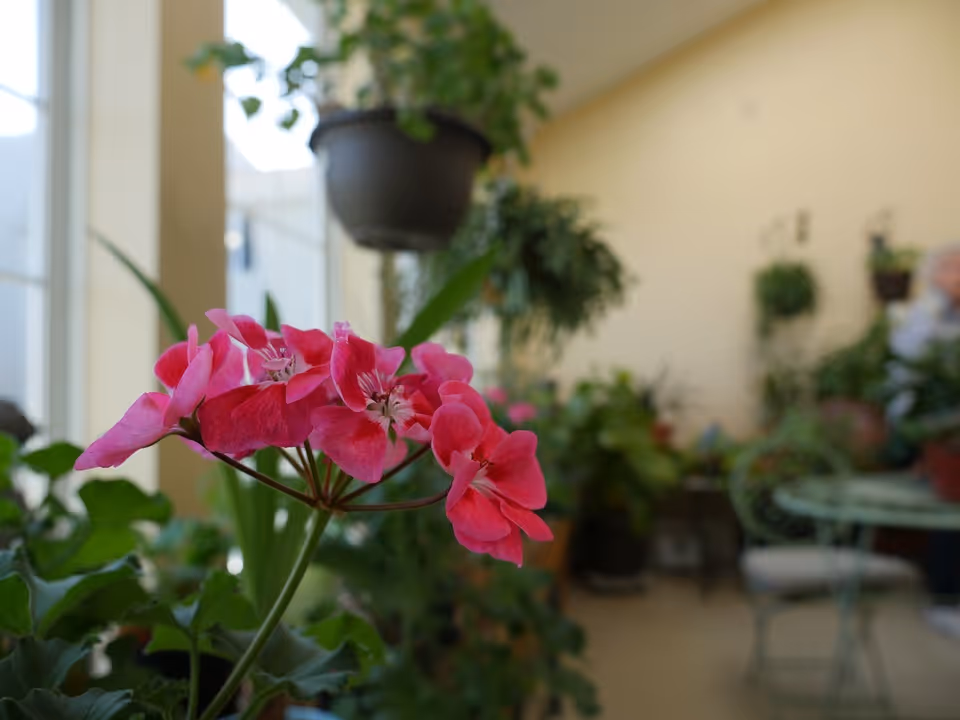Close-up of vibrant pink flowers indoors with various green plants and a small round table with chairs in the background, suggesting a cozy indoor garden or sunroom.