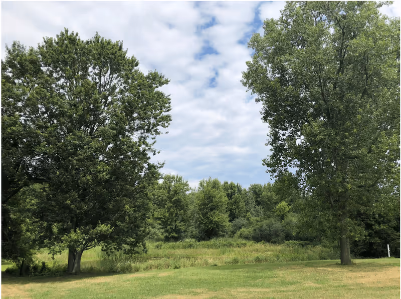 A grassy outdoor area with several large green trees under a partly cloudy sky.