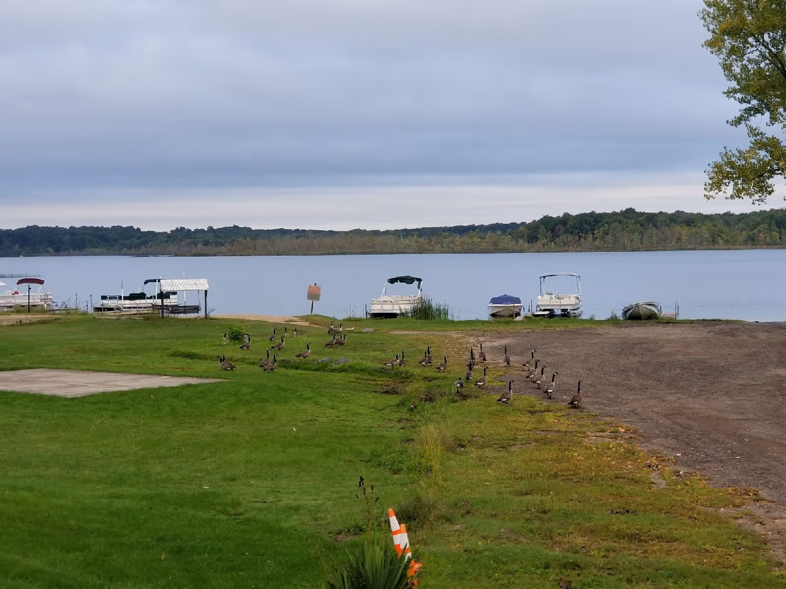 A waterfront scene at Lakeside Village 55+ Waterfront Community on Wabasis Lake showing a grassy area with a group of geese walking towards the water. Several boats are docked along the shoreline under a cloudy sky, with trees visible in the distance across the lake.