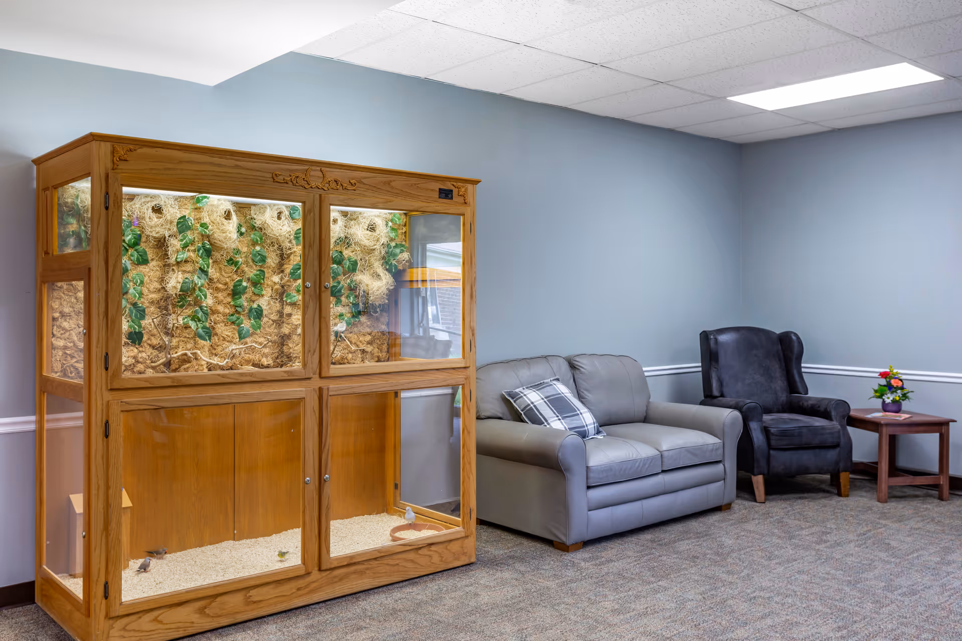 A cozy sitting area in a facility with a gray loveseat adorned with a plaid pillow, a dark upholstered armchair, and a small wooden side table with a colorful flower arrangement. To the left, there is a large wooden enclosure with glass panels containing plants and bedding material, possibly for small animals or birds. The walls are painted light blue with white trim, and the ceiling has white tiles.