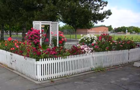 A white picket-fenced garden with blooming roses and a decorative arbor outdoors.