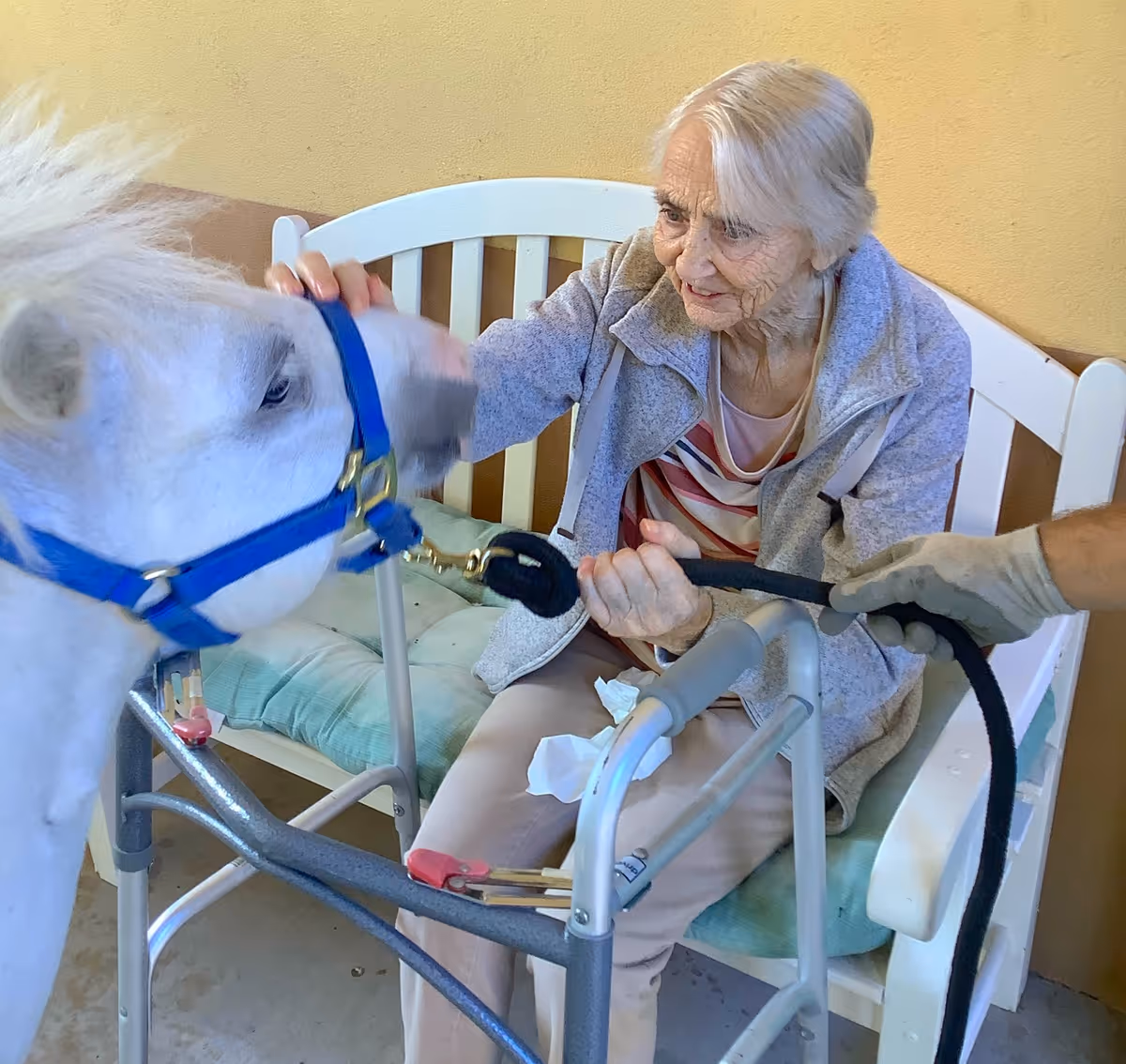 An elderly woman sitting on a white bench indoors, gently petting a small white pony wearing a blue halter. The woman is smiling and holding a walker, while a person wearing gloves holds the pony's lead rope.