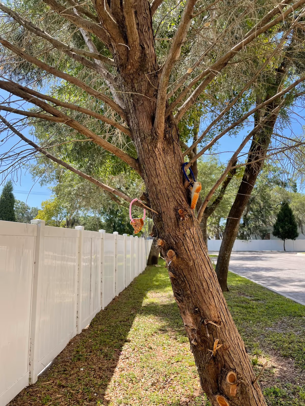 A tree with rough bark leaning slightly to the right, with two bird feeders hanging from its branches. The tree is next to a white fence, with green grass and other trees in the background under a clear blue sky.