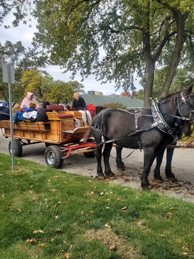 A group of people sitting on a wooden horse-drawn wagon on a paved path. The wagon is pulled by a black horse wearing harnesses. Large trees with green leaves provide shade overhead, and there is green grass and some fallen leaves on the ground nearby. Houses and other trees are visible in the background.