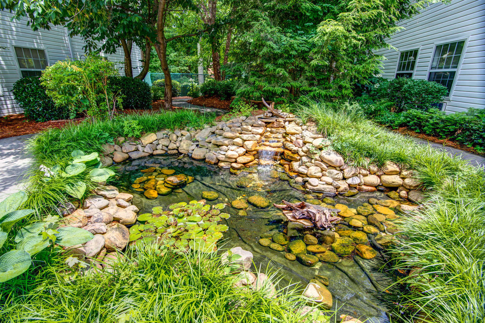 Landscaped courtyard pond with a small rock waterfall, lily pads and surrounding greenery next to white building siding and windows.