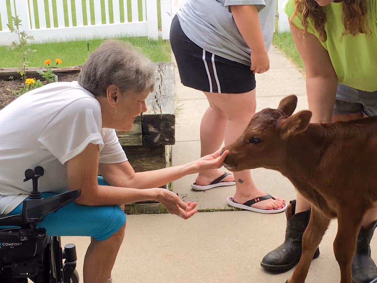 A woman in a wheelchair and two others outdoors pet a young brown calf near a white picket fence.