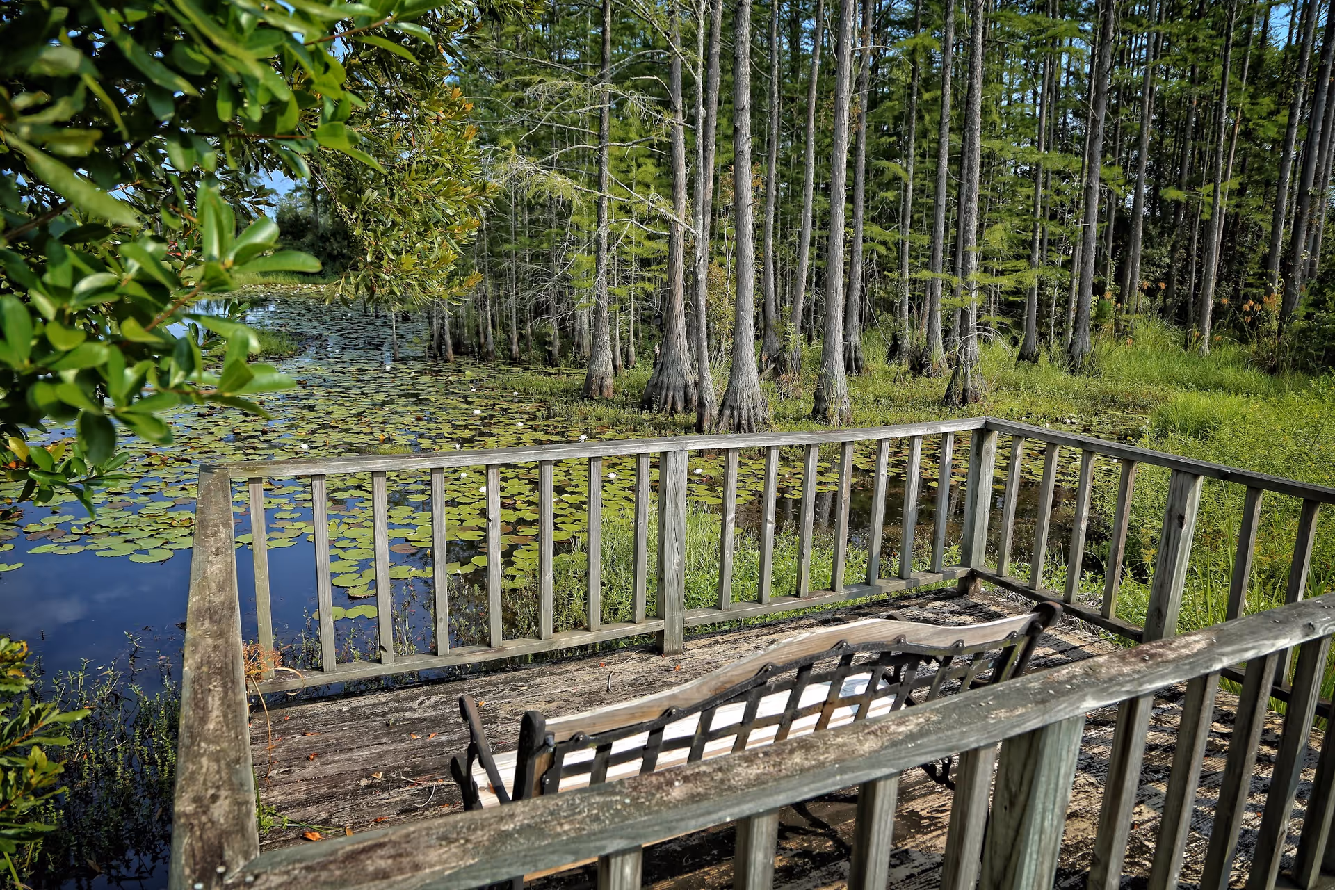 A wooden deck with a bench overlooking a pond covered with lily pads and surrounded by tall trees and greenery.