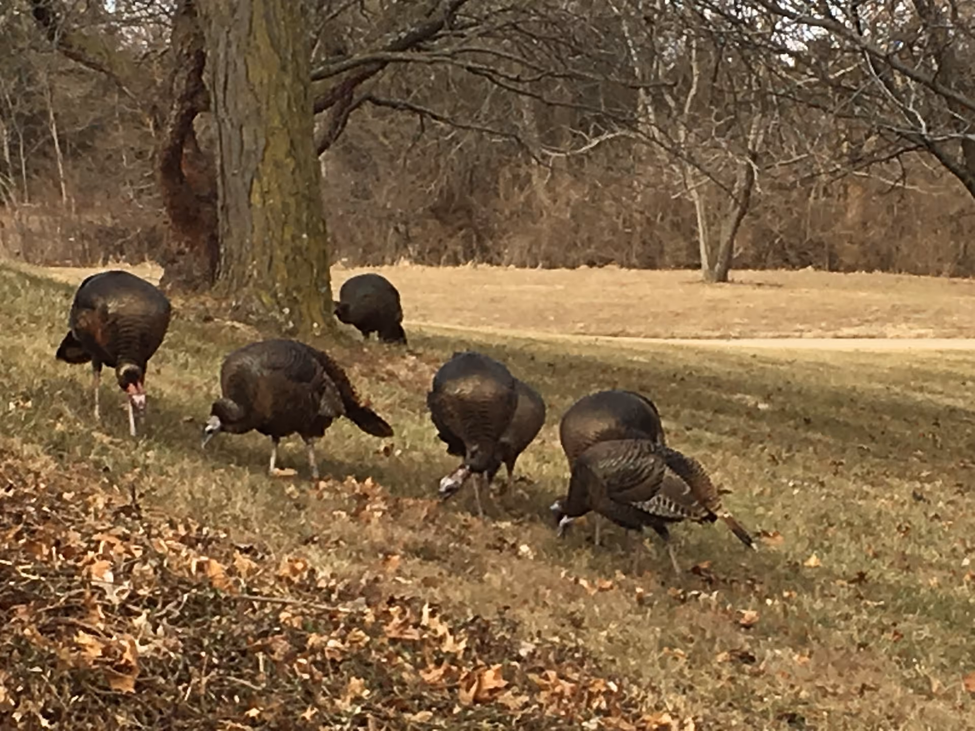 A group of wild turkeys foraging on a grassy area near a tree with a background of leafless trees and dry grass.