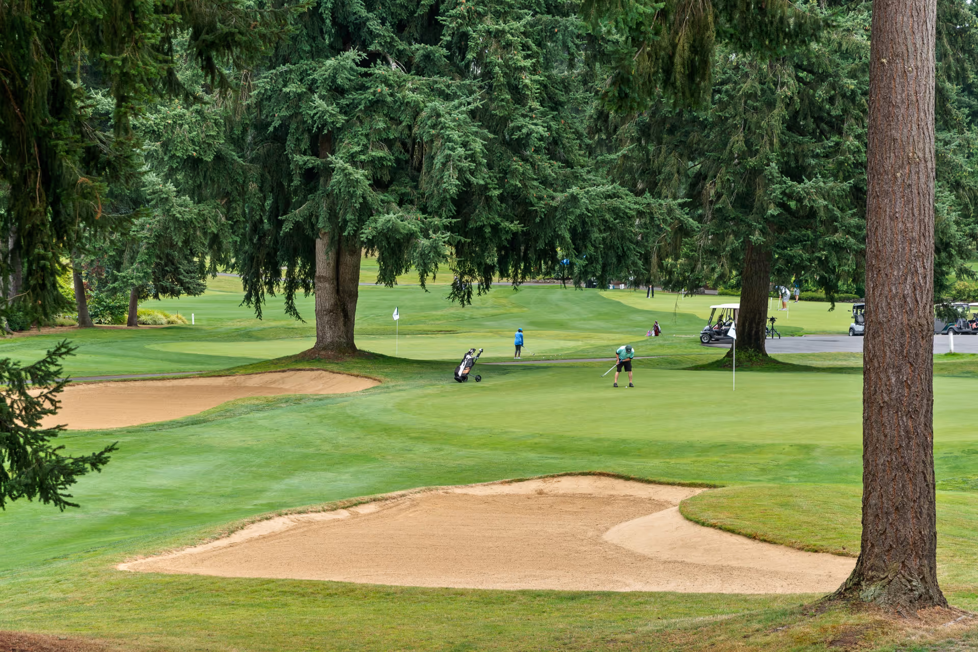 A golf course with green grass, sand bunkers, and tall trees. Several people are playing golf, with golf carts visible in the background.