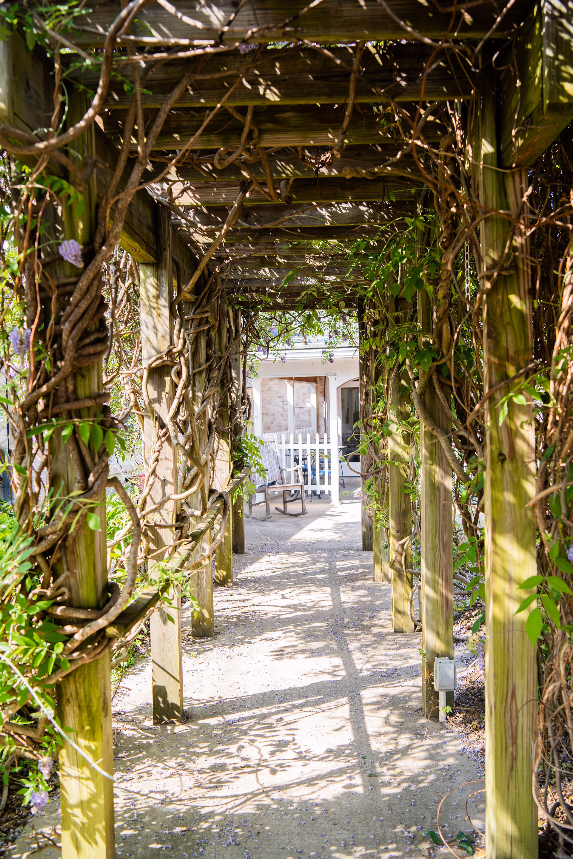 A wooden pergola-covered walkway entwined with climbing vines leading to a seating area and white picket fence at the far end.