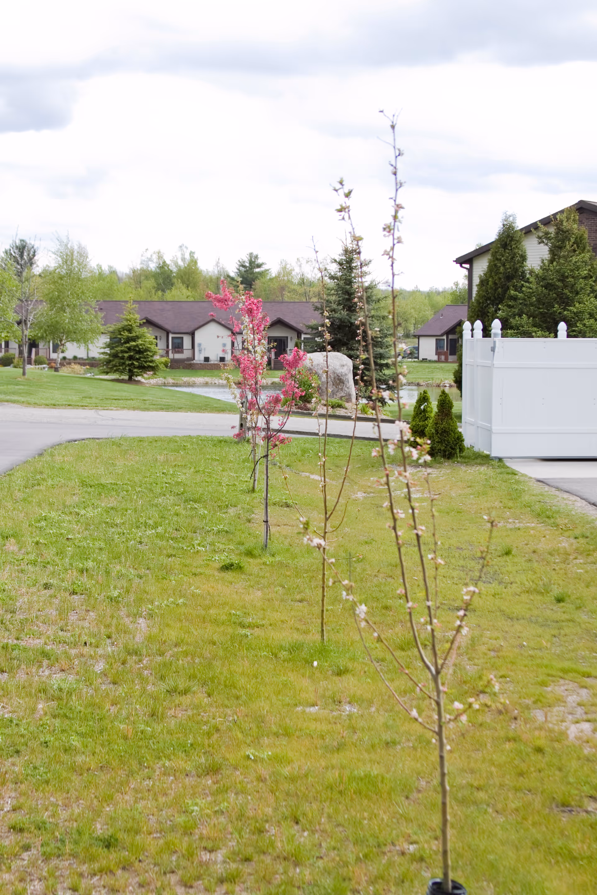 A grassy outdoor area with a row of young trees, some with pink blossoms, leading towards residential buildings in the background under a cloudy sky.