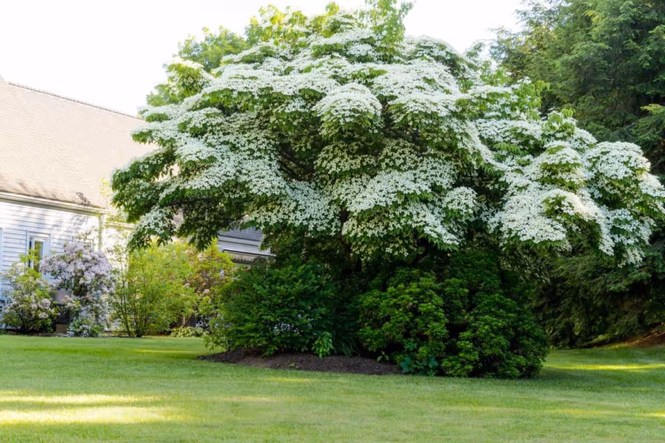 Large white-blossomed tree and shrubs on a green lawn beside a house.