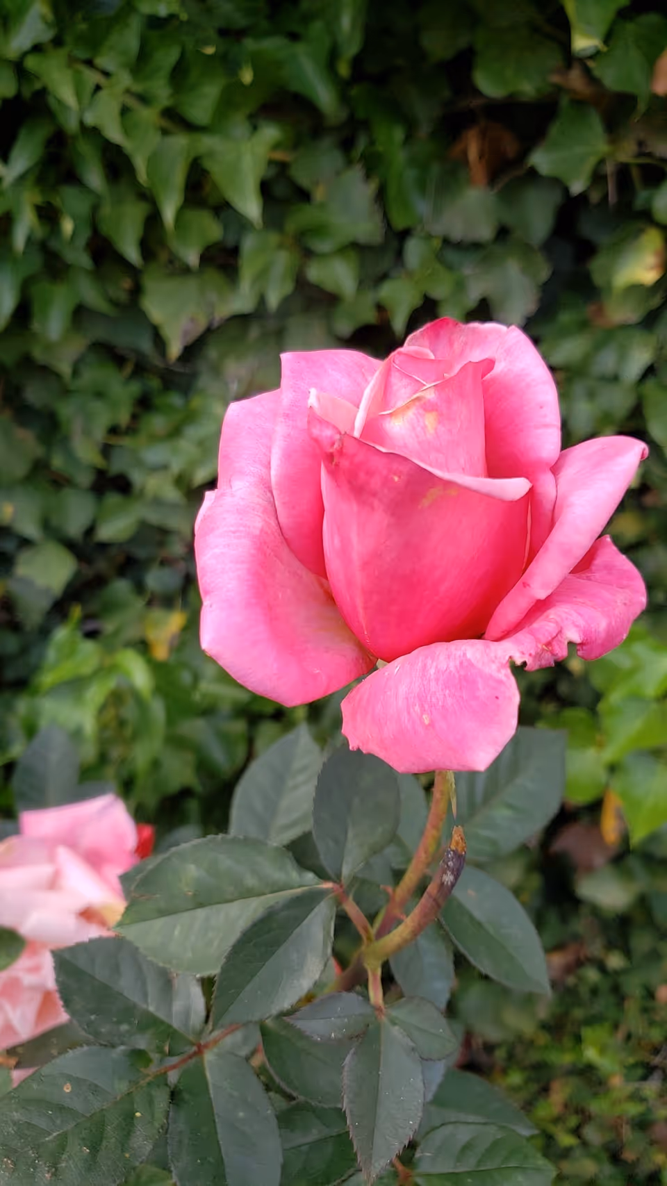 Close-up of a pink rose flower with green leaves and a background of dense green foliage.