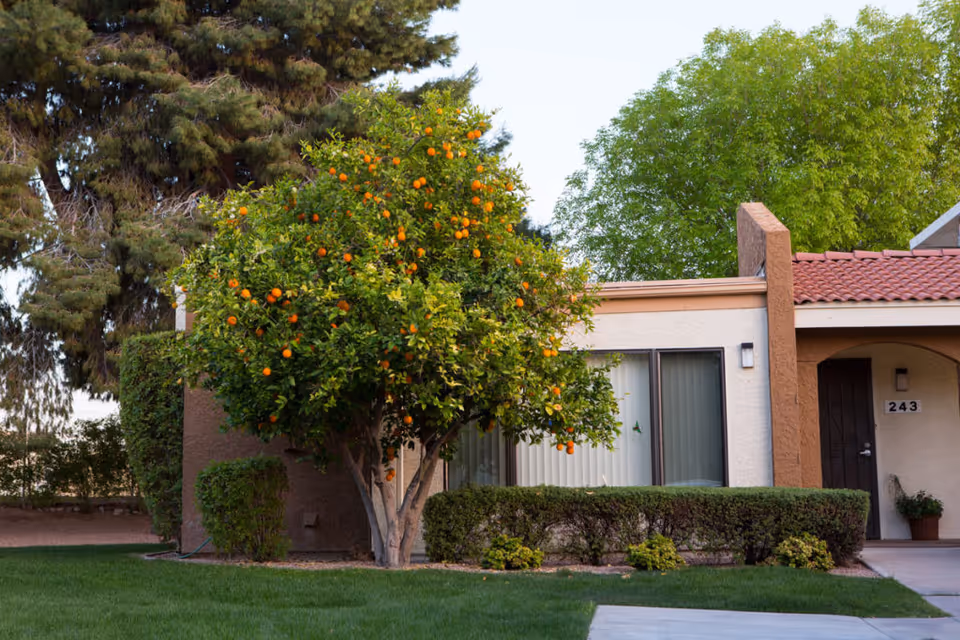Front exterior of a single-story unit with an orange tree, shrubbery, and an entry door numbered 243.