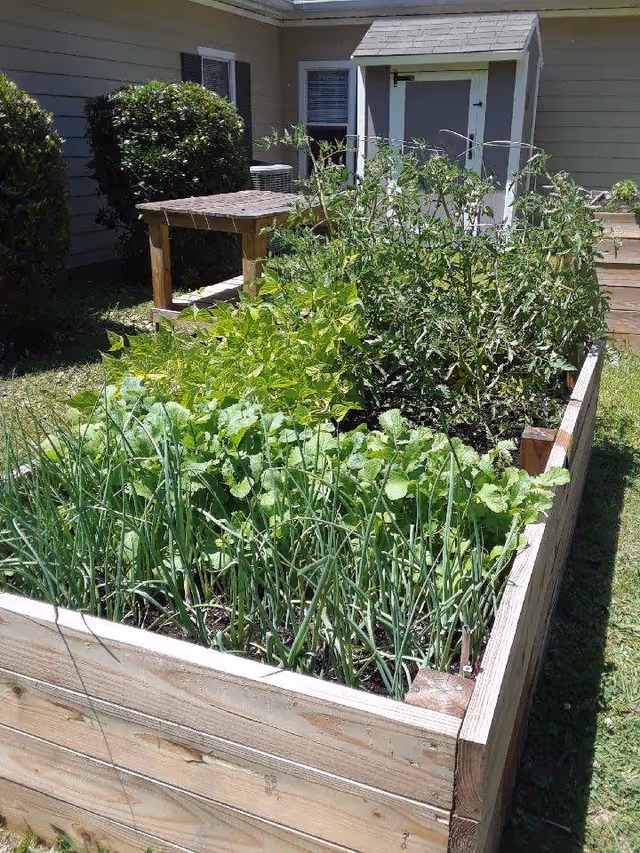 A raised wooden garden bed filled with various green plants and vegetables, situated outdoors near a building with beige siding. There is a small wooden table and some bushes in the background.