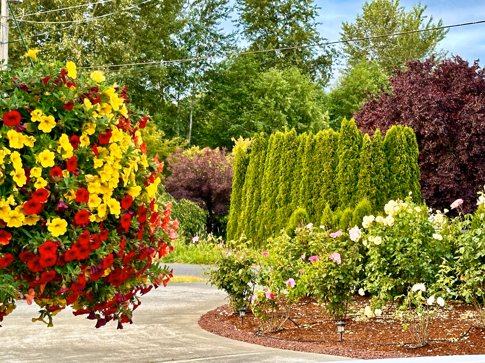 Hanging basket of red and yellow flowers by a curved driveway with landscaped flower beds, evergreen hedges, and trees in the background.