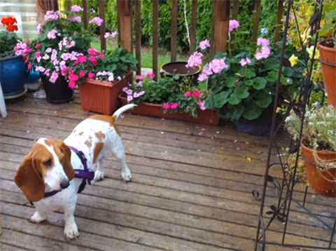 Beagle puppy on a wooden outdoor deck amid colorful potted flowers.