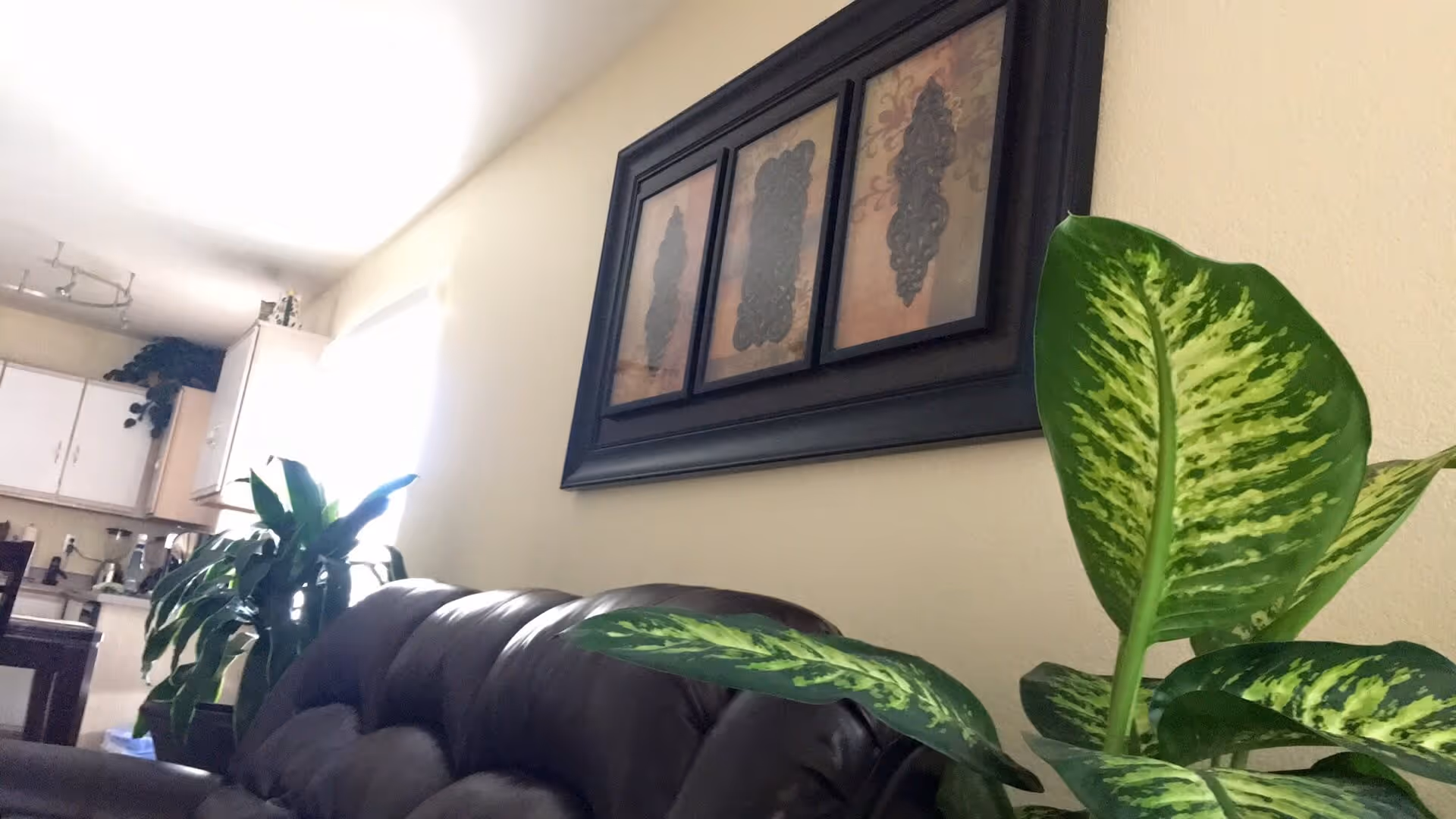 Interior view of a living room area with a dark brown leather couch, green leafy plants, and a framed triptych wall art with decorative patterns. In the background, a kitchen area with white cabinets and a window letting in bright light is visible.