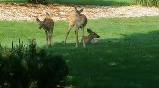 Three deer on a grassy lawn with one deer lying down and two standing nearby, with some bushes in the foreground and a mulched area in the background.