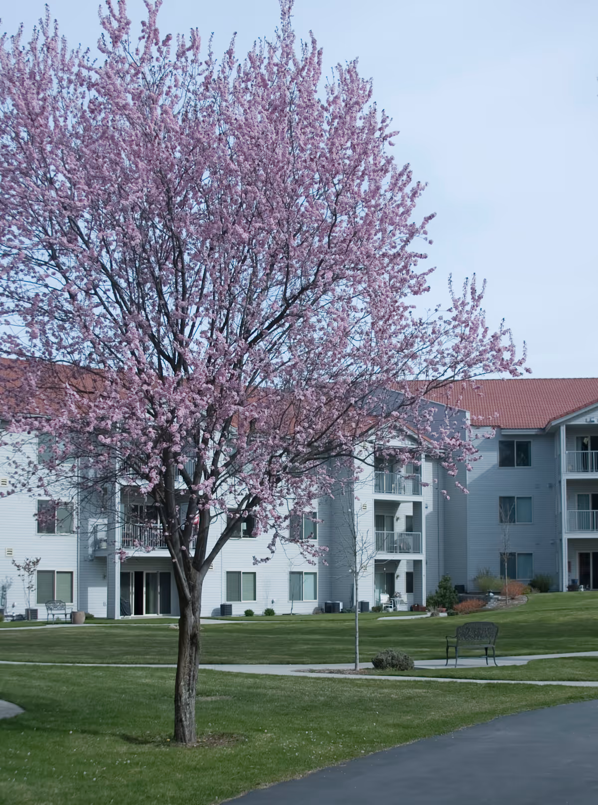A blooming tree with pink flowers stands in front of a multi-story residential building with balconies and a red roof. The area around the tree is a well-maintained grassy lawn with a paved walkway and a bench nearby under a clear sky.