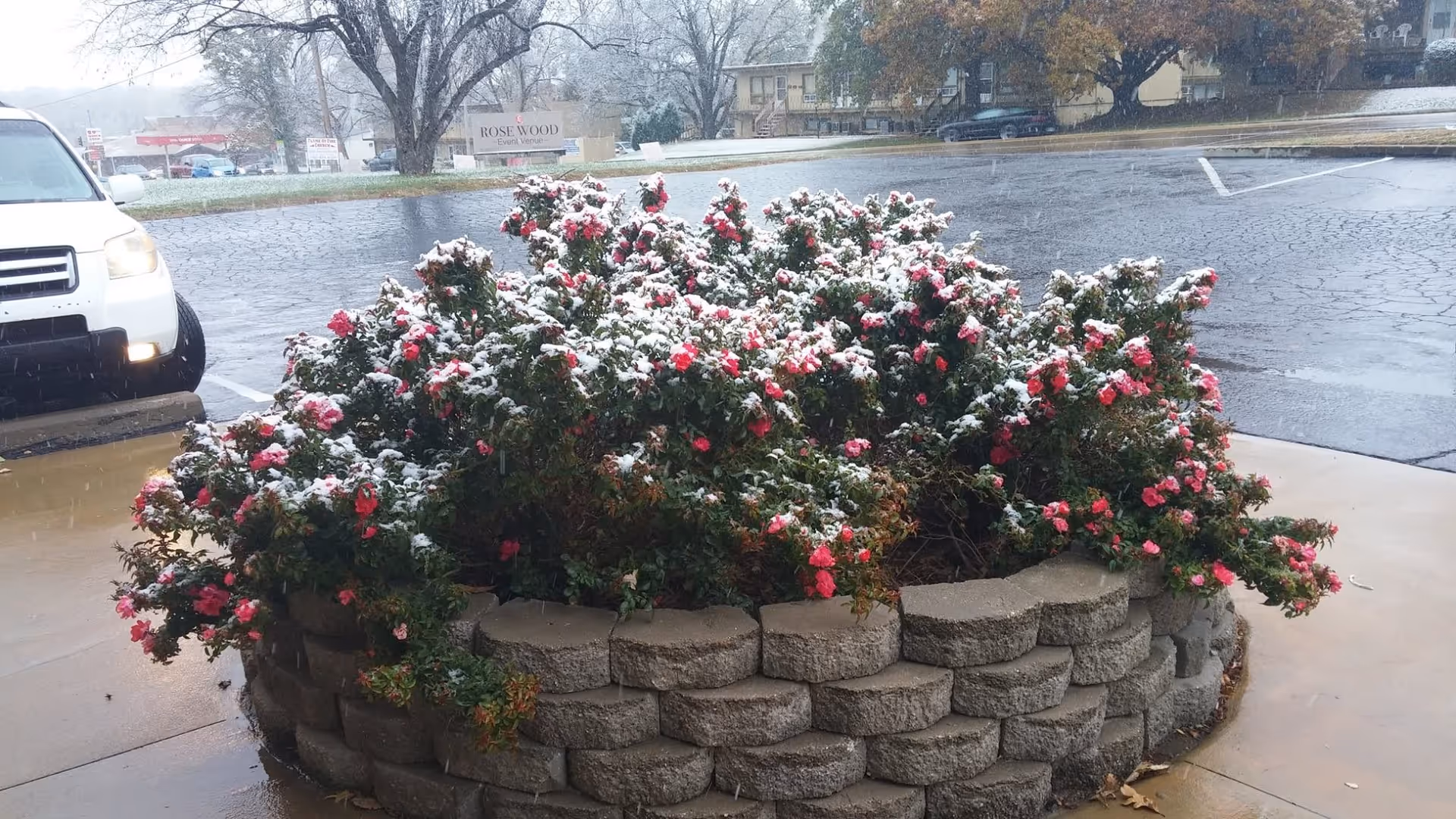 A circular stone planter filled with pink flowers lightly covered in snow, situated on a wet sidewalk near a parking lot with a white vehicle partially visible on the left. In the background, there are trees, a building, and a sign that reads 'Rose Wood Event Venue'.