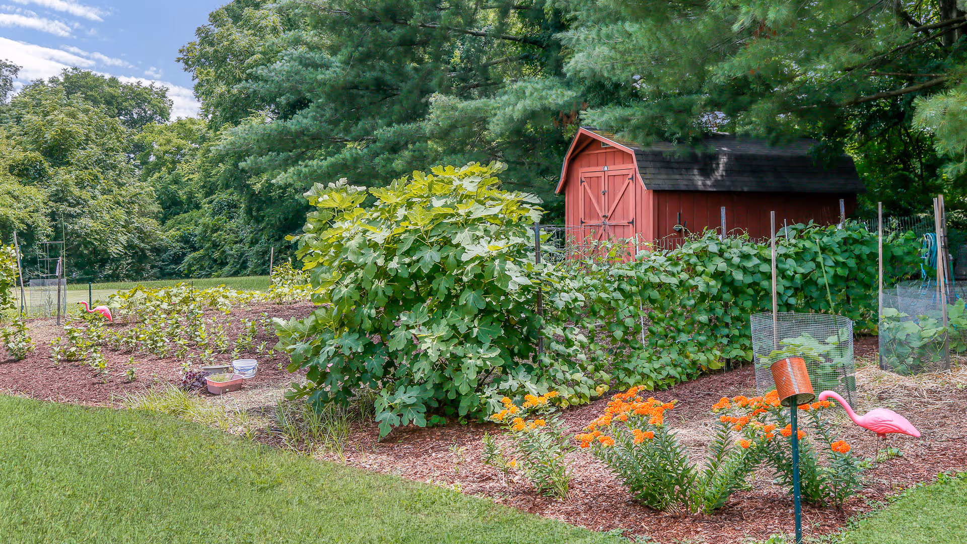 A sunny garden with raised beds, orange flowers, lush green foliage and a red wooden shed in the background.