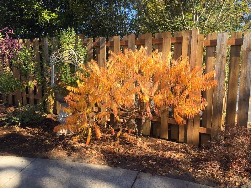 Sunlit orange-leaved shrub and decorative metal trellis in a landscaped garden bed beside a wooden fence and concrete walkway.