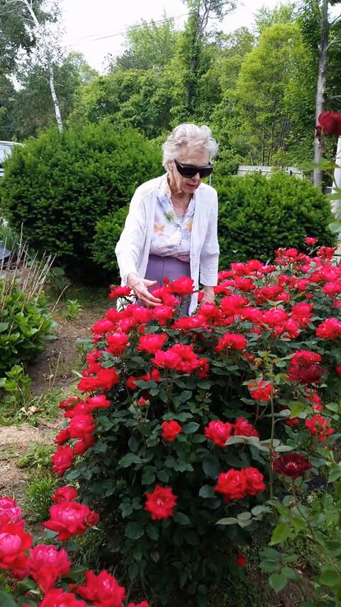 An elderly woman wearing sunglasses, a white cardigan, and a floral blouse is standing outdoors in a garden, gently touching vibrant red roses. Behind her are green bushes and trees.
