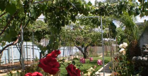 Outdoor garden path with flowering roses and lush greenery beside trellised structures.