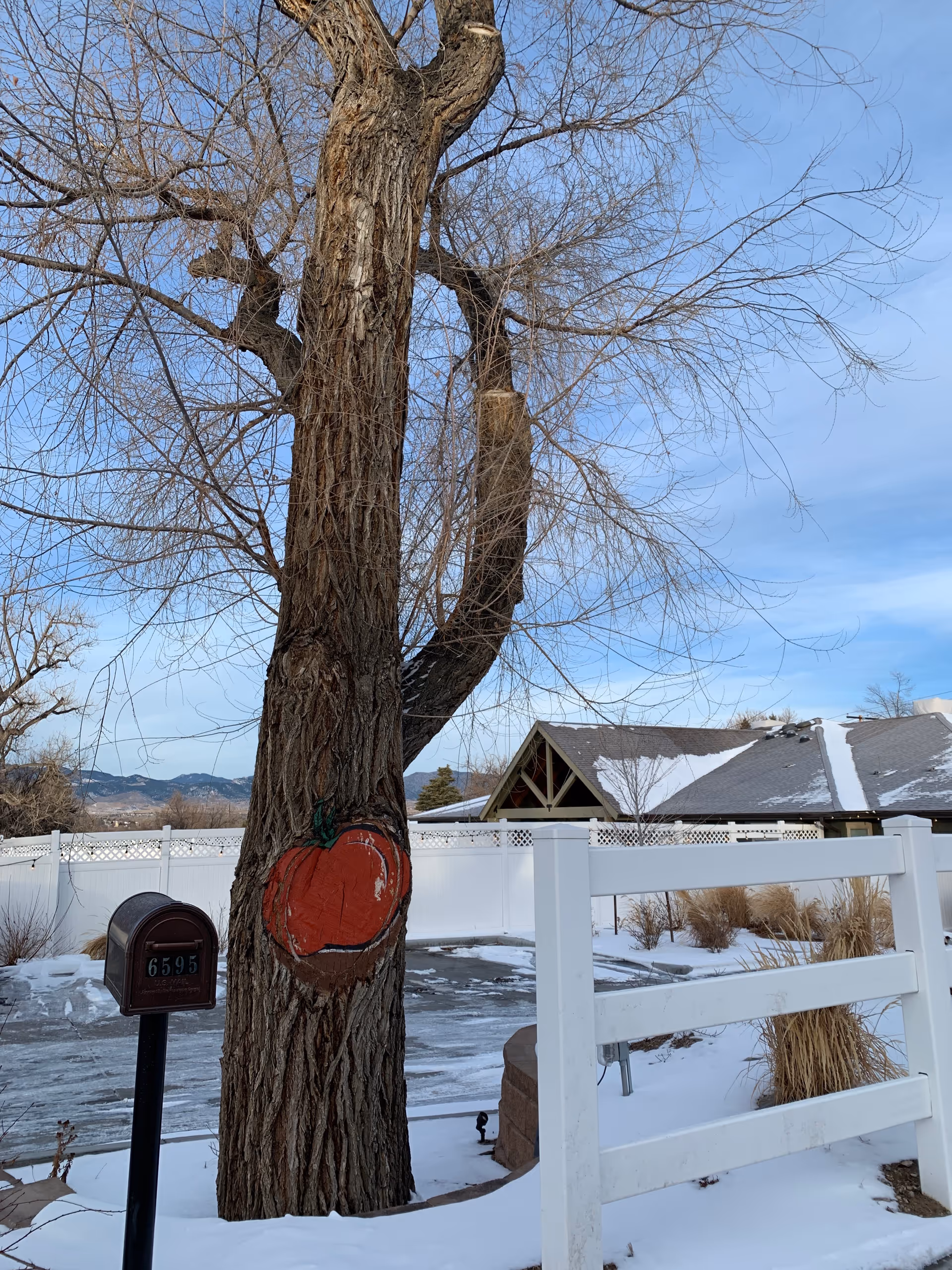A large tree with bare branches in a snowy yard. The tree has a painted red apple on its trunk. Nearby is a black mailbox with the number 6595 and a white fence. In the background, there is a house with a snow-covered roof and mountains under a blue sky.