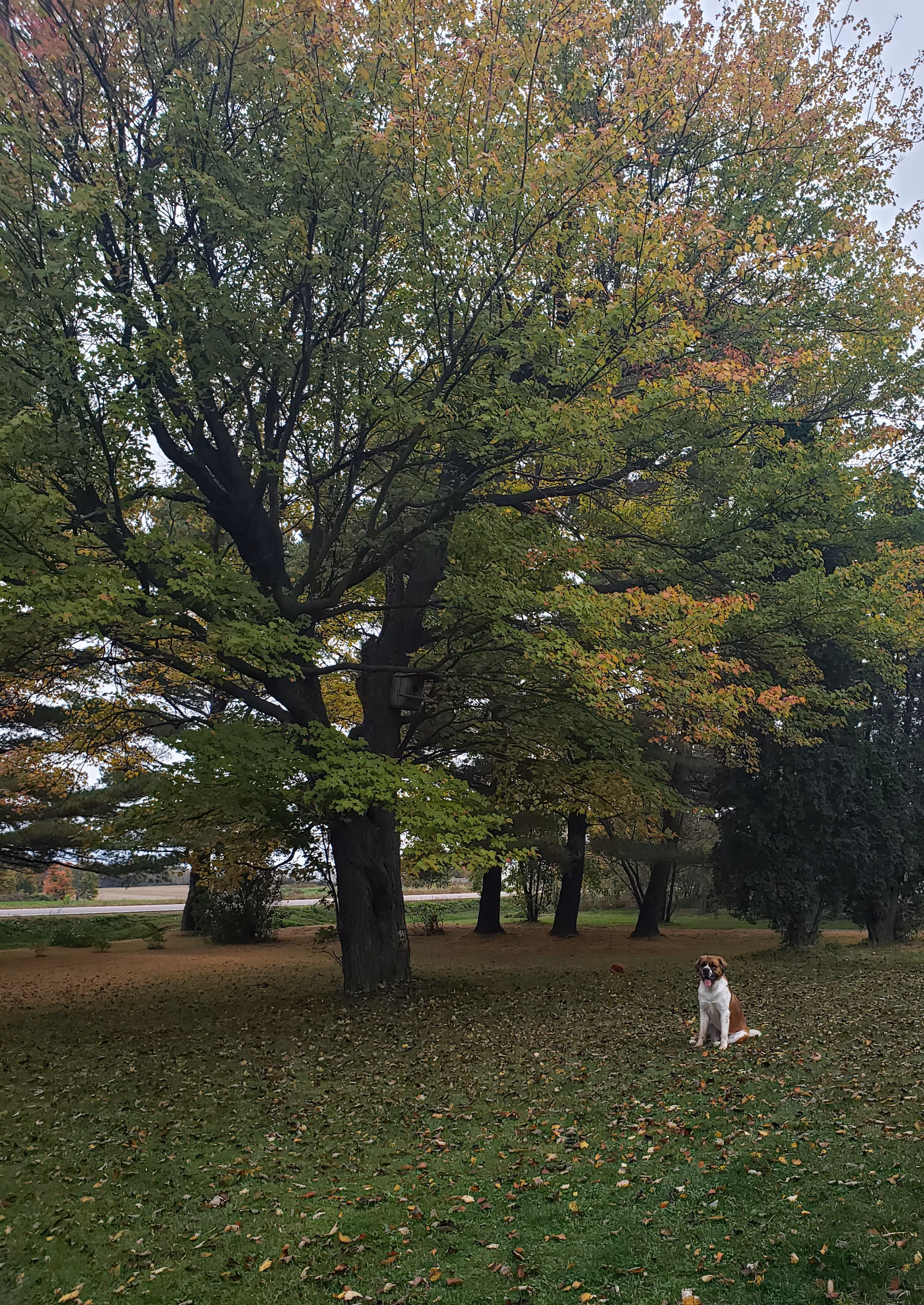 A large tree with green and some orange leaves in a grassy area with scattered fallen leaves. A dog is sitting on the grass near the tree. The background shows more trees and an open area.