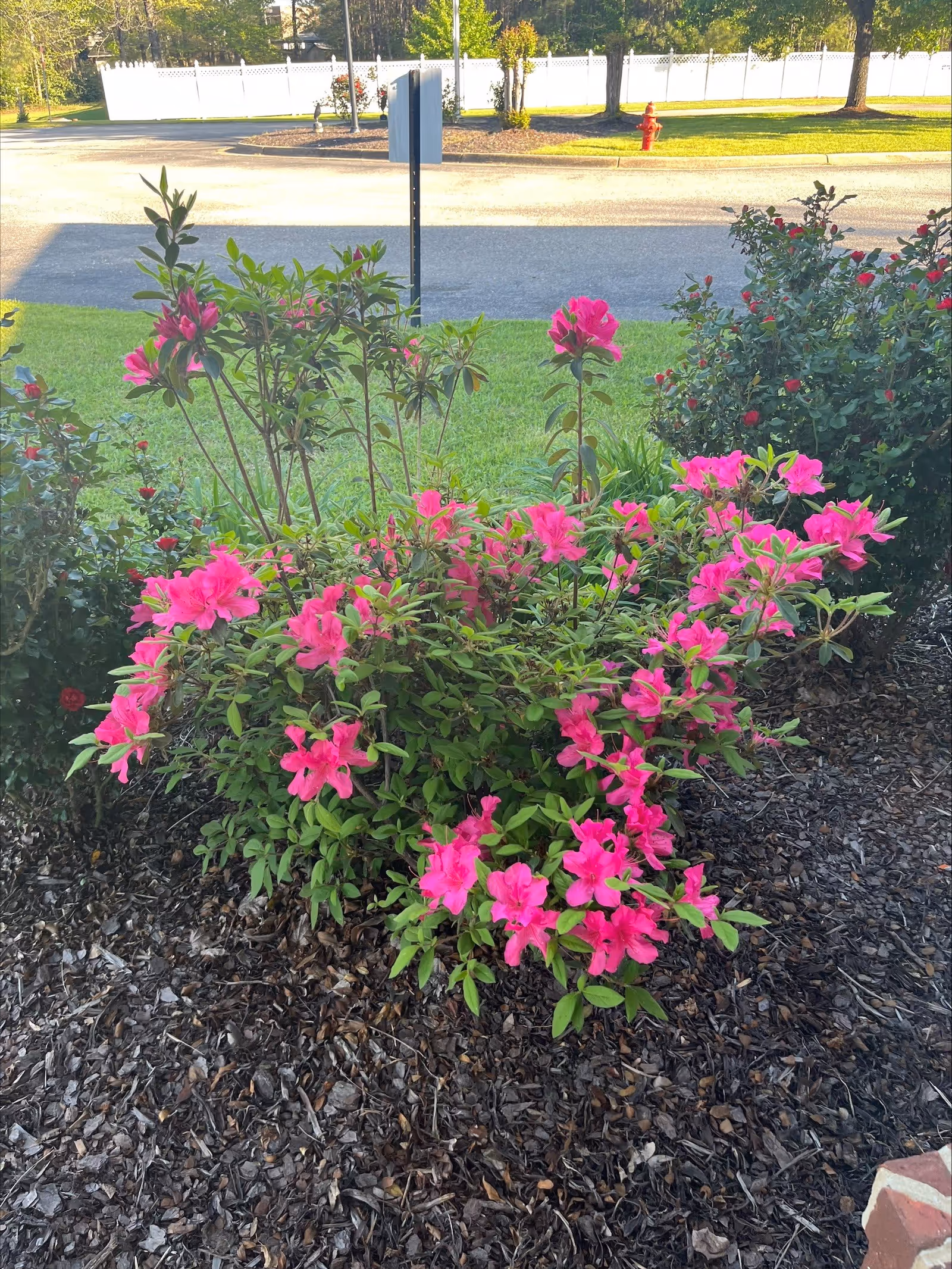 A blooming pink azalea shrub in a mulched garden bed with grass, a road, and a white fence and fire hydrant in the background.