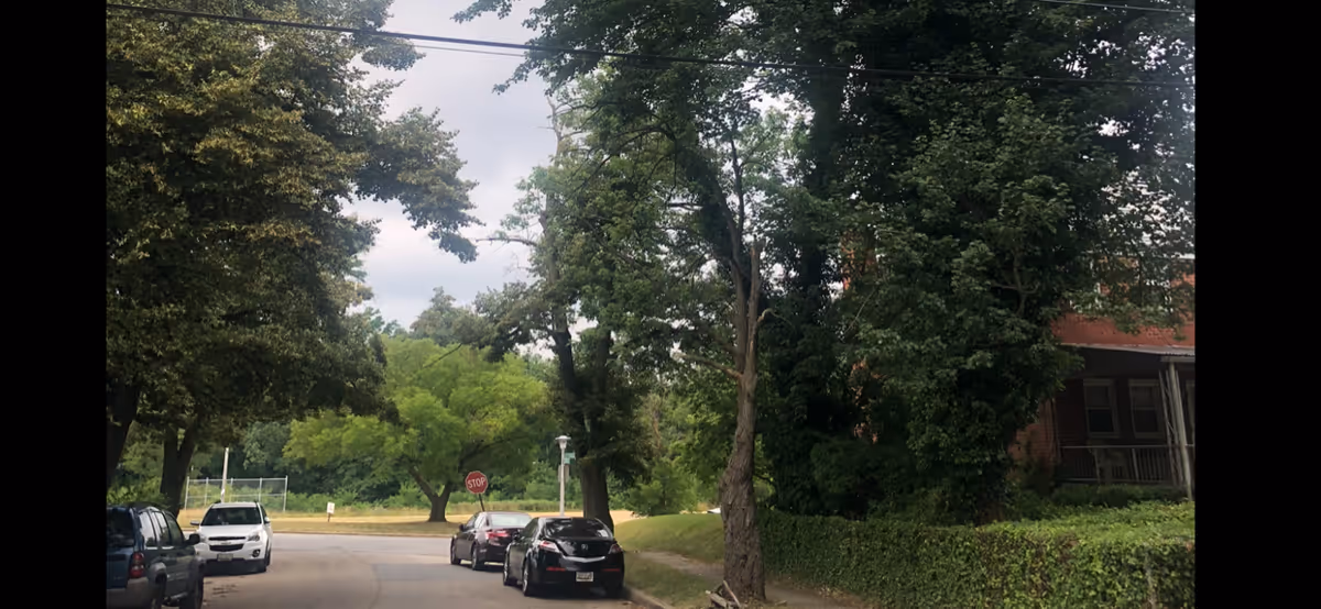 Street view with parked cars, tall trees, and a hedge-covered building exterior.